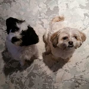 Meet your Posher, Misty